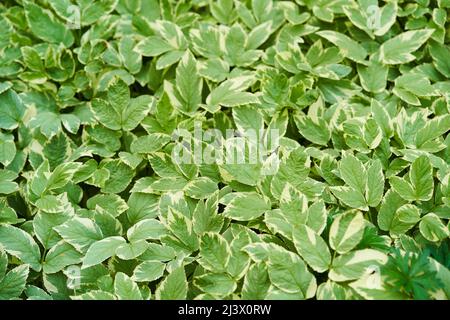 Draufsicht Hintergrund der grünen Blätter. Aegopodium podagraria Variegata, mehrjähriger Strauch, Gartendekoration. Hochwertige Fotos Stockfoto