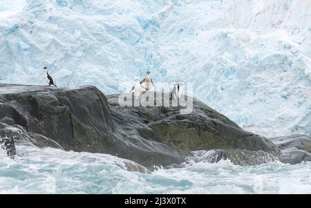 Pinguine am Meeresrand, die ins raue Wasser eintauchen. Antarktis Stockfoto