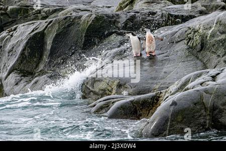 Pinguine am Meeresrand, die ins raue Wasser eintauchen. Antarktis Stockfoto