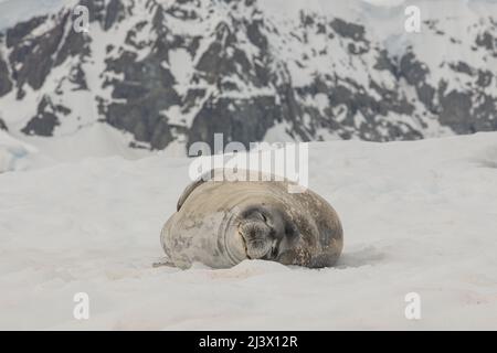 Crabeater Seal liegt auf Schnee, Antarktis Stockfoto