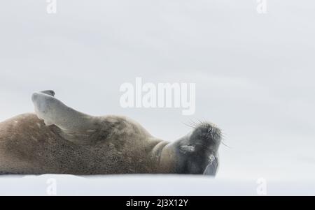 Crabeater Seal liegt auf Schnee, Antarktis Stockfoto