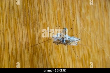 Nahaufnahme einer Kellerspinne, die kannibalistisch geht und eine weitere Spinne umwickelt, langmundige Kellerspinne, gewöhnliche Hausinsektenart in europa Stockfoto