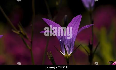 Nahaufnahme von schönen Bluebell-Blumen. Kreativ. Zarte Bluebell-Blüten auf der Sommerwiese. Sonniger Tag auf der Sommerwiese mit schönem Bluebell Stockfoto