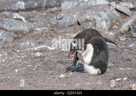 Gentoo Pinguin mit einem Kratzer, Antarktis Stockfoto