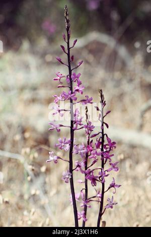 Hohe Blütenspitze und rosa Blüten der saprophytischen australischen einheimischen Rosy Hyazinth Orchid, Dipodium roseum, Familie Orchidaceae. Stockfoto