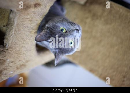 Junge weiße Katze sitzt bequem auf einer Gummimatte. Auf dem Boden des Hauses Draufsicht auf British Short Hair in silbernem Blauton liegend und seitlich Stockfoto