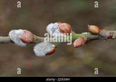 Crack Willow Salix fragilis - männliche Kätzchen entstehen Stockfoto