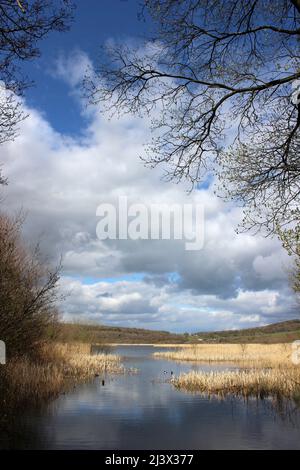 Scenery of Leighton Moss RSPB Reserve, Lancashire, Großbritannien Stockfoto