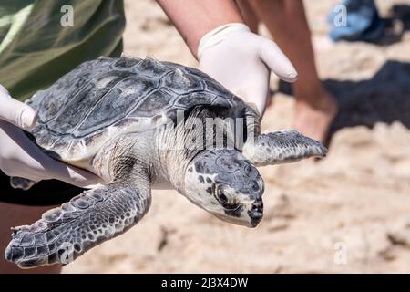 Kemp's Ridley Sea Turtle Release von kaltbetäubenden, vom Aussterben bedrohten Schildkröten aus Massachusetts, die an der Golfküste von Mississippi, USA, rehabilitiert wurden. Stockfoto