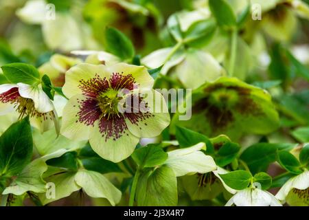 Ein Fleck von weißen und karmesinroten Hellebore blüht im frühen Frühjahr in voller Blüte Stockfoto