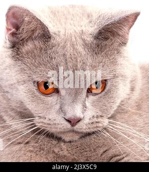 Nahaufnahme Porträt einer schönen schottischen Rehkätzin auf weißem Hintergrund, isoliertes Bild, schöne Hauskatzen, Katzen im Haus, Haustiere Stockfoto