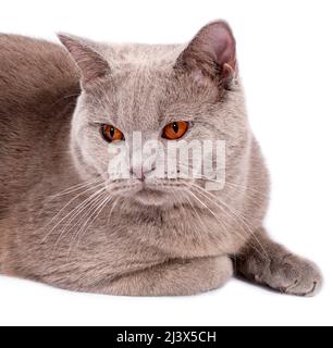 Portrait close-up Face-Schnauze perfekte schottische Katze mit orangefarbenen Augen auf weißem Hintergrund, isoliertes Bild, schöne Hauskatzen, Katzen im Stockfoto