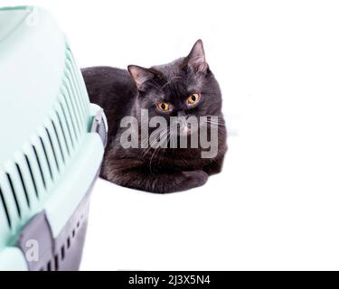 Schottische gerade schwarze Katze liegt neben einem Katzenträger, isoliertes Bild, schöne Hauskatzen, Katzen im Haus, Haustiere, ein Ausflug zum Tierarzt, eine Reise wi Stockfoto