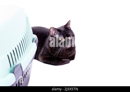 britische große schwarze Katze liegt neben einem Katzenträger, isoliertes Bild, schöne Hauskatzen, Katzen im Haus, Haustiere, ein Ausflug zum Tierarzt, ein Ausflug mit einem Stockfoto