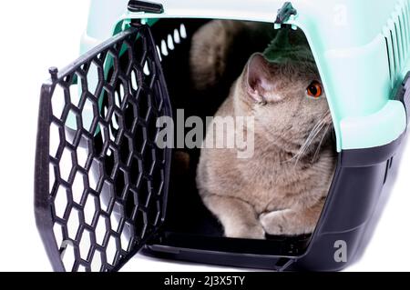 Die schottische Katze sieht aus, wie sie in einem Katzenträger von einer offenen Tür liegt, ein isoliertes Bild, wunderschöne Hauskatzen, Katzen im Haus, Haustiere, eine Reise in die Ve Stockfoto