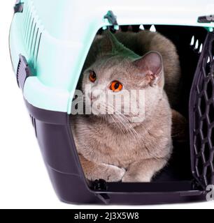 Schottische Katze blickt aus einer offenen Tür, die in einem Katzenträger liegt, ein isoliertes Bild, wunderschöne Hauskatzen, Katzen im Haus, Haustiere, ein Ausflug zum Tierarzt. Stockfoto