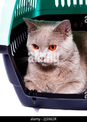 Bereit für den Transport Eine schottische Katze schaut aus einer offenen Tür, die in einem Katzenträger liegt, ein isoliertes Bild, schöne Hauskatzen, Katzen im Stockfoto