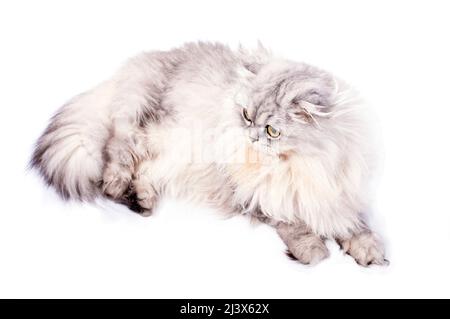 Schöne flauschige Falte Langhaar Highland Schottische Katze Silber Chinchilla liegt auf weißem Hintergrund, isoliertes Bild, schöne Hauskatzen, Katzen in t Stockfoto