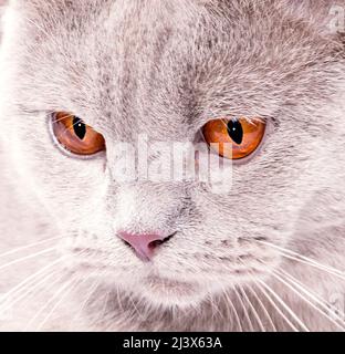 Nahaufnahme des Gesichts einer schönen schottischen Katze mit orangefarbenen Augen, schönen Hauskatzen, Katzen im Haus, Haustiere Stockfoto