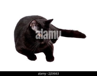 Wunderschöne schottisch-britische schwarze Katze, die auf weißem Hintergrund liegt, isoliertes Bild, wunderschöne Hauskatzen, Katzen im Haus, Haustiere Stockfoto