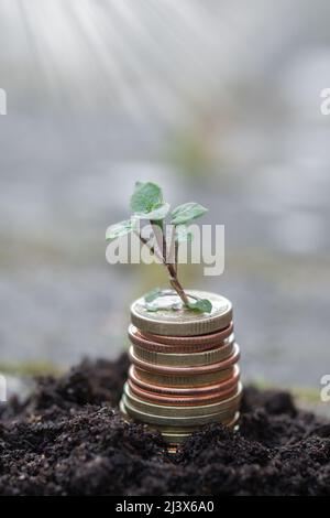 Foto einer kleinen grünen Pflanze, die aus Münzen oder Geld wächst Stockfoto