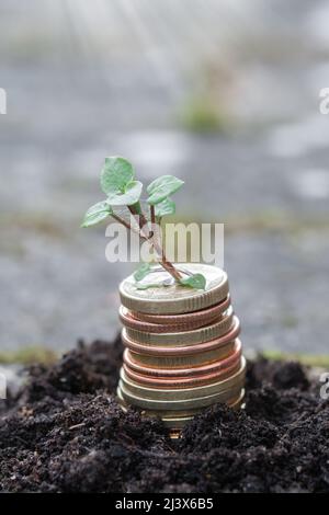 Foto einer kleinen grünen Pflanze, die aus Münzen oder Geld wächst Stockfoto