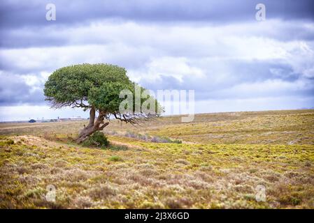 Baum des Lebens. Ein Baum, der auf einer abgelegenen afrikanischen Landschaft steht - Copyspace. Stockfoto