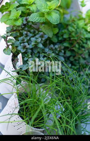 Blumenmarkt mit frischen Kräutern in Blumentöpfen Stockfoto