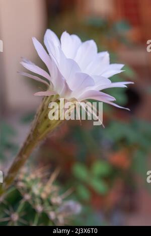 Echinopsis oxygona, die Blume dauert nur einen Tag mit all ihrer Schönheit, sie öffnen sich am Abend und beginnen am folgenden Nachmittag zu verblassen Stockfoto