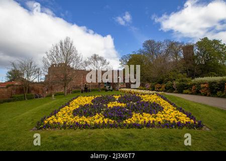 Die Gärten des historischen Shrewsbury Castle in Shropshire, Großbritannien Stockfoto