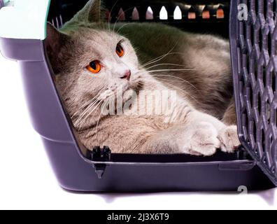 Schottische Katze ruht in einem Katzenwagen, ein isoliertes Bild, schöne Hauskatzen, Katzen im Haus, Haustiere, ein Ausflug zum Tierarzt. Ein Ausflug weg von Stockfoto