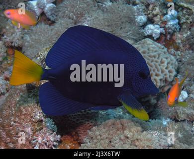 Ein Yellowtail Tang ( Zebrasoma xanthurum) im Roten Meer, Ägypten Stockfoto