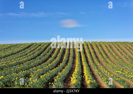 KINNEFF STONEHAVEN SCHOTTLAND BEWIRTSCHAFTET ANFANG DES FRÜHLINGS EINEN BLAUEN HIMMEL UND MEHRERE REIHEN NARZISSEN Stockfoto