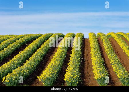 KINNEFF STONEHAVEN SCHOTTLAND BEWIRTSCHAFTET ANFANG DES FRÜHLINGS EINEN BLAUEN HIMMEL UND REIHEN VON NARZISSEN Stockfoto