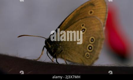 Helle Schmetterlinge mit leichten Flügeln in der Makrofotografie.Kreativ. Schöne Insekten mit großen Flügeln sitzen auf der Landschaft im Gras, die Stockfoto