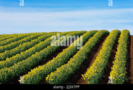 KINNEFF STONEHAVEN SCHOTTLAND BEWIRTSCHAFTET EINEN BLAUEN HIMMEL UND REIHEN VON NARZISSEN IM FRÜHEN FRÜHLING Stockfoto