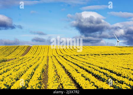 KINNEFF STONEHAVEN SCHOTTLAND BEWIRTSCHAFTET EINEN BLAUEN HIMMEL UND REIHEN VON INTENSIV GELBEN NARZISSEN IM FRÜHEN FRÜHJAHR Stockfoto