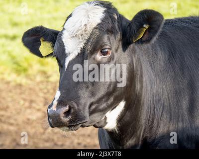 Kreuz aussehende friesische schwarz-weiße Kuh. Hochformat. Stockfoto