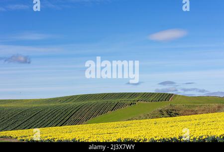 KINNEFF STONEHAVEN SCHOTTLAND BEWIRTSCHAFTET EINE BLAUHIMMEL-NARZISSE IM BUD UND BLÜHT IM FRÜHEN FRÜHJAHR Stockfoto