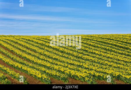 KINNEFF STONEHAVEN SCHOTTLAND ACKERLAND EINE BLAUE HIMMELROTE ERDE UND VIELE REIHEN VON NARZISSEN IM FRÜHEN FRÜHJAHR Stockfoto
