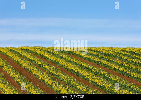 KINNEFF STONEHAVEN SCHOTTLAND ACKERLAND EINE BLAUE HIMMELROTE ERDE UND REIHEN VON NARZISSEN IM FRÜHEN FRÜHJAHR Stockfoto