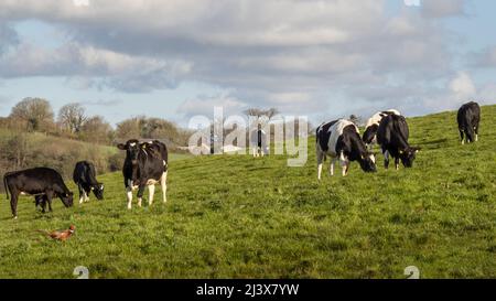 Junge friesische schwarze und weiße Kühe auf dem Feld, auf der Wiese. VEREINIGTES KÖNIGREICH. Stockfoto