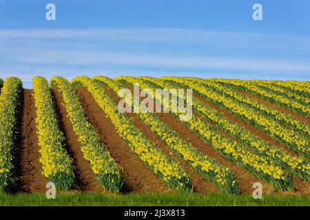 KINNEFF STONEHAVEN SCHOTTLAND BEWIRTSCHAFTET EINE BLAUE HIMMELROTE ERDE UND REIHEN VON NARZISSEN IM FRÜHEN FRÜHLING Stockfoto