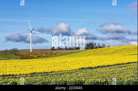 KINNEFF STONEHAVEN SCHOTTLAND BEWIRTSCHAFTET EINEN BLAUEN HIMMEL ZWEI WINDTURBINEN UND GELBE NARZISSEN IM FRÜHEN FRÜHJAHR Stockfoto