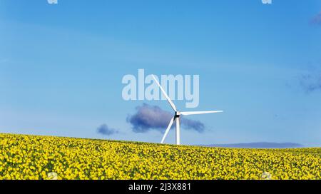 KINNEFF STONEHAVEN SCHOTTLAND BEWIRTSCHAFTET EINE BLUE SKY WINDTURBINE UND NARZISSEN IM FRÜHEN FRÜHJAHR Stockfoto