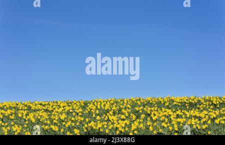 KINNEFF STONEHAVEN SCHOTTLAND ACKERLAND EIN SEHR BLAUER HIMMEL UND NARZISSEN IM FRÜHEN FRÜHJAHR Stockfoto