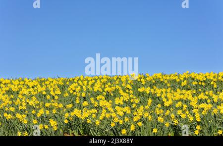 KINNEFF STONEHAVEN SCHOTTLAND BEWIRTSCHAFTET EINEN SEHR BLAUEN HIMMEL UND NARZISSEN IM FRÜHEN FRÜHLING Stockfoto