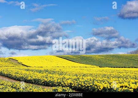 KINNEFF STONEHAVEN SCHOTTLAND BEWIRTSCHAFTET BLAUHIMMEL-NARZISSEN IM BUD UND BLÜHT IM FRÜHEN FRÜHJAHR Stockfoto