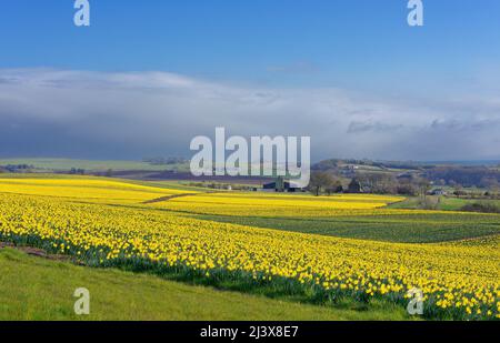 KINNEFF STONEHAVEN SCHOTTLAND BEWIRTSCHAFTET ACKERLAND UND BLAUER HIMMEL ÜBER NARZISSEN IM FRÜHEN FRÜHJAHR Stockfoto