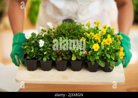 Eine Auswahl an Blumen. Ausgeschnittene Aufnahme einer nicht erkennbaren jungen Botanikerin, die in ihrem Floristen arbeitet. Stockfoto